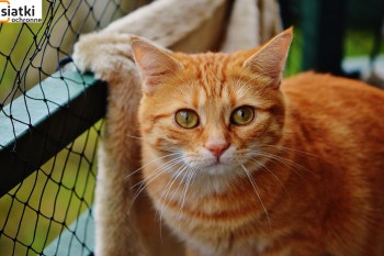Siatki Lubań - Zabezpieczenie dla kotów – siatka dla terenów Lubania