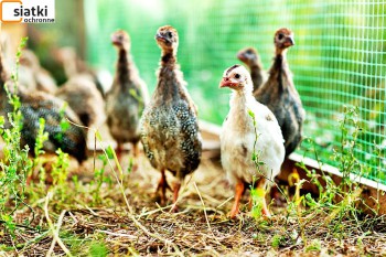Siatki Lubań - Plastikowa siatka na woliery do hodowli ptaków dla terenów Lubania